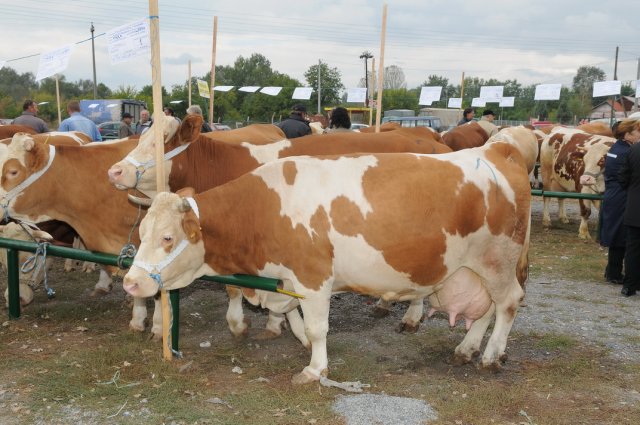 Agrarni Fond Petrovac na Mlavi Izložba priplodnih krava